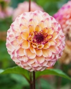 Dahlia Wine Eyed Jill6